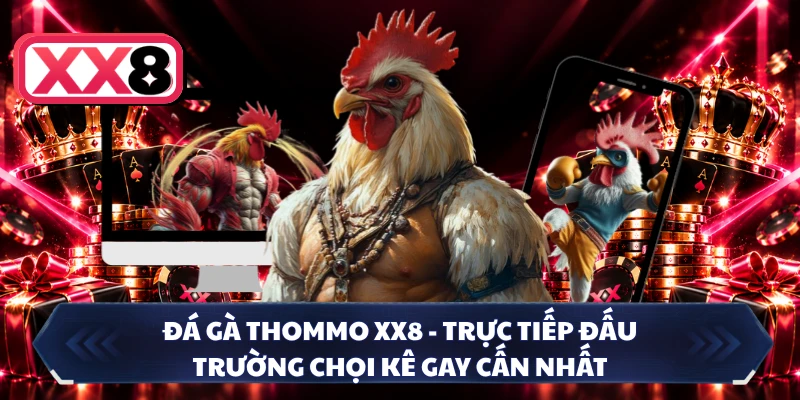 Đá Gà Thommo XX8 - Trực Tiếp Đấu Trường Chọi Kê Gay Cấn Nhất